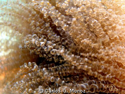 Bartholomea's hair.
Close up to the Anemone Bartholomea ... by Carlos G. Munoz 